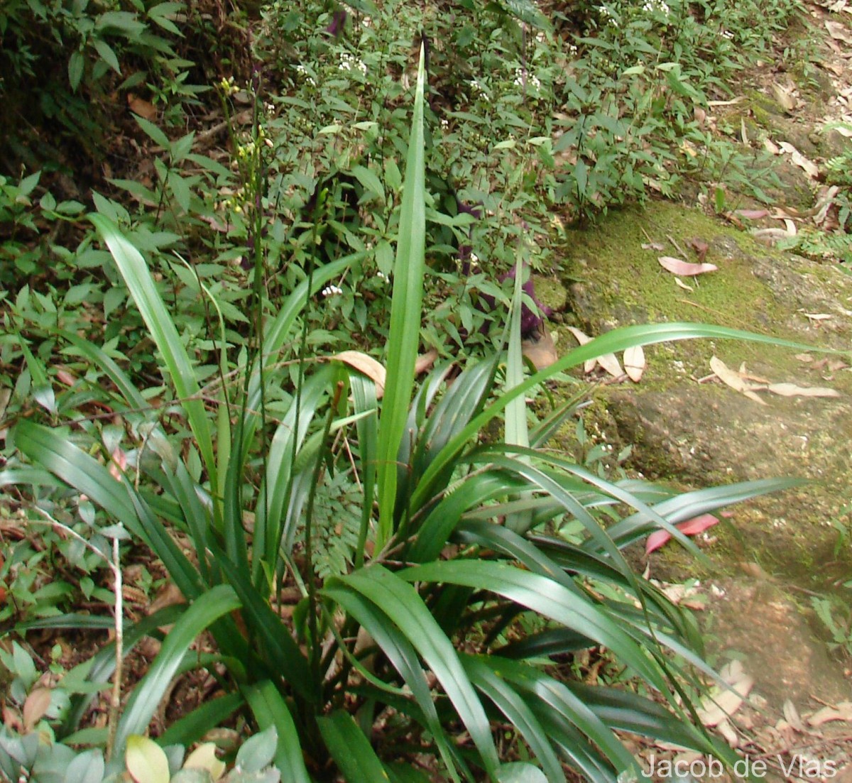 Dianella ensifolia (L.) Redouté